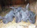 Small rabbits for sale for Easter, for keeping