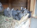Small rabbits for sale for Easter, for keeping