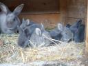 Small rabbits for sale for Easter, for keeping