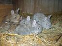 Small rabbits for sale for Easter, for keeping
