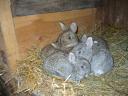 Small rabbits for sale for Easter, for keeping