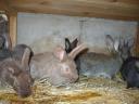 Small rabbits for sale for Easter, for keeping