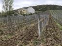 Tokaj vineyard in Bergalja for sale
