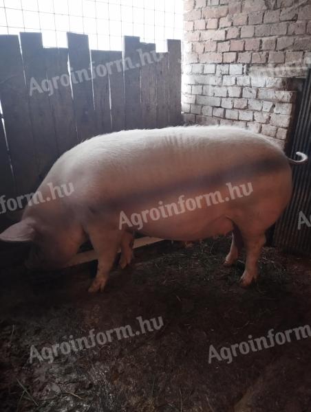 Břišní prasnice na prodej