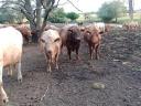 I am looking for a job with accommodation next to cattle