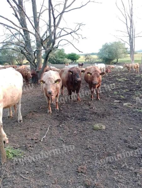 I am looking for a job with accommodation next to cattle