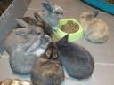 Smurf rabbit, rabbit
