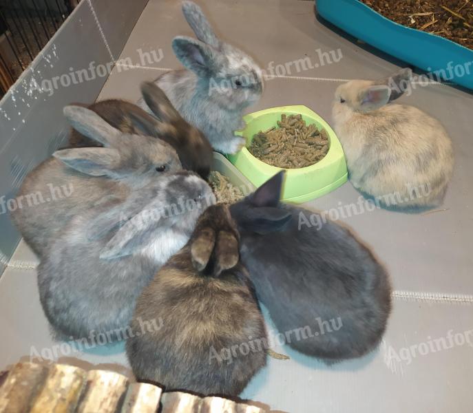 Smurf rabbit, rabbit