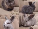 Smurf rabbit, rabbit