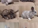 Smurf rabbit, rabbit