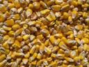 Maize for sale