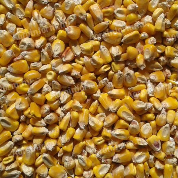 Maize for sale