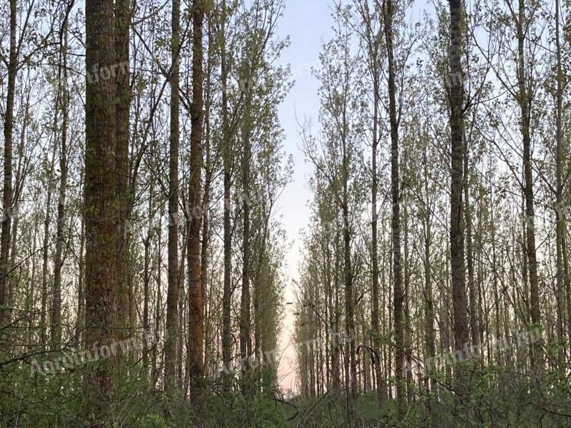 Prodaǰem 6,5 ha topolove šume zrele za seču