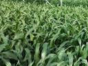 Oilseed rape Fodder sorghum seed