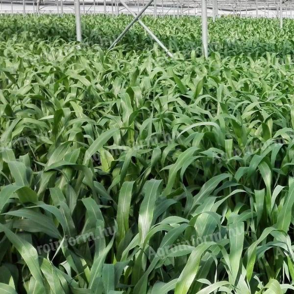 Oilseed rape Fodder sorghum seed
