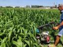 Oilseed rape Fodder sorghum seed