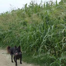 Asolo Tris BMR mešavina semena sirka 12,5 kg vreća