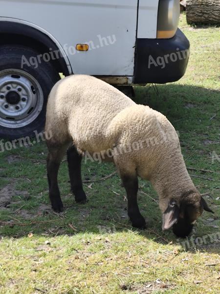 Jehňata a ovce Suffolk na prodej