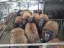 Owce, owce, jagnięta, niebieskie texel i barany dorper