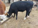 8-month-old bull and calf