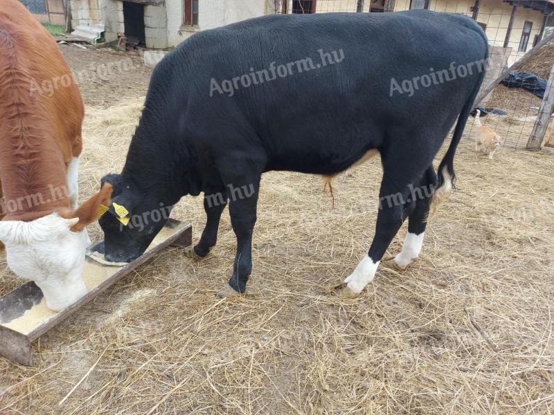 8-month-old bull and calf
