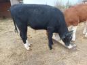 8-month-old bull and calf