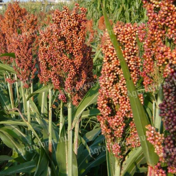Seeds of Colorado variety of Semiocres, in 25 kg bags