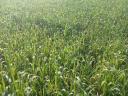Indian millet Pampa Mijo BMR hybrid seed
