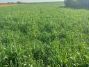 Indian millet Pampa Mijo BMR hybrid seed