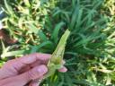 Indian millet Pampa Mijo BMR hybrid seed