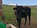 Cattle for sale