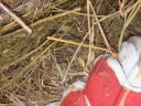 Lawn hay for sale