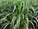 Indian millet Daily Double hybrid seed