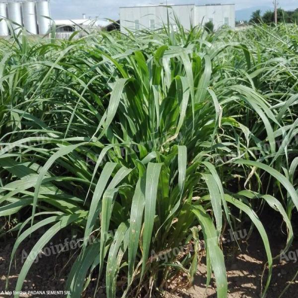 Indian millet Daily Double hybrid seed
