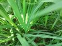 Indian millet Daily Double hybrid seed