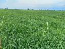 Indian millet Daily Double hybrid seed