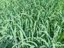 Indian millet Daily Double hybrid seed