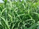 Indian millet Daily Double hybrid seed