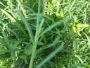 Indian millet Daily Double hybrid seed