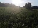 Indian millet Daily Double hybrid seed