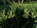 Indian millet Daily Double hybrid seed