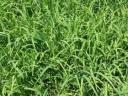 Summer shower seed mix