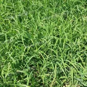 Summer shower seed mix