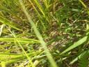 Summer shower seed mix