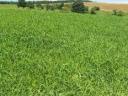 Summer shower seed mix