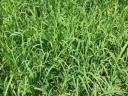 Summer shower seed mix