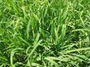 Summer shower seed mix
