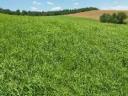 Summer shower seed mix