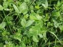Joker seed mix