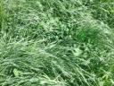 Joker seed mix